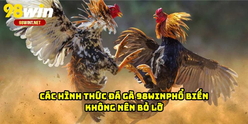 Các hình thức đá gà 98WIN phổ biến không nên bỏ lỡ