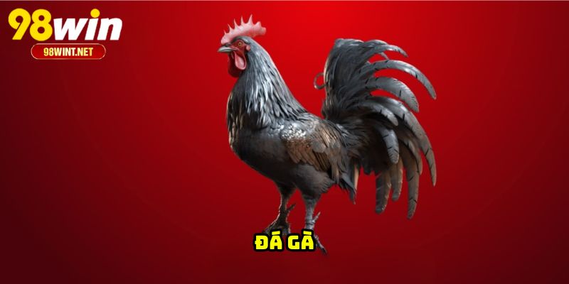 Trang Chủ 23 Đá gà